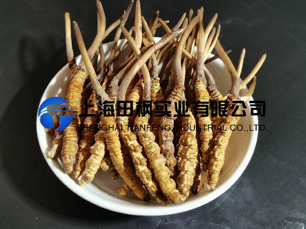 冬蟲夏草凍干：中藥材真空冷凍干燥機應(yīng)用案例